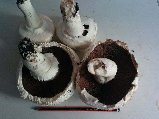Mushrooms from the garden - note the pencil for size!